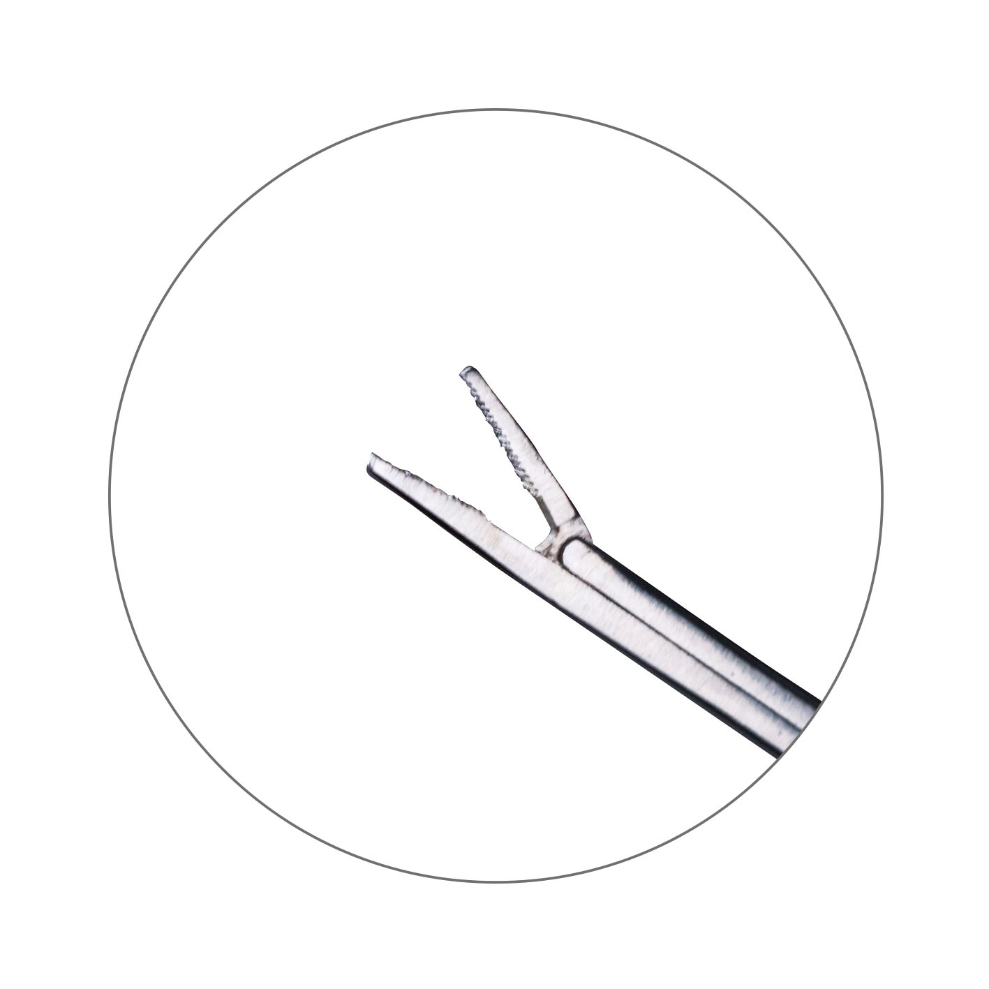 EN-3008  Stainless Steel Straight Alligator Forceps